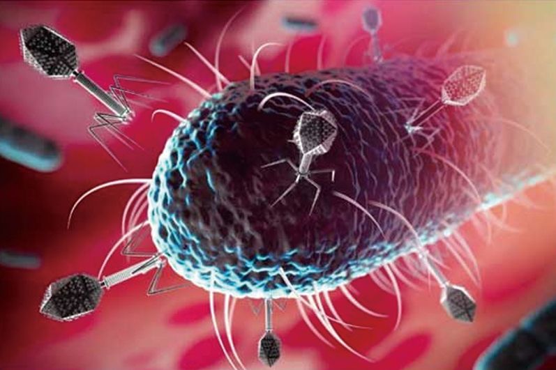 Phage Therapy for Livestock - Reducing Antibiotic Use